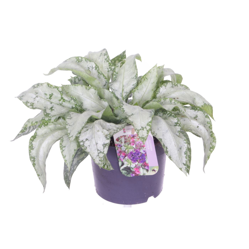 Pulmonaria saccharata Opal.