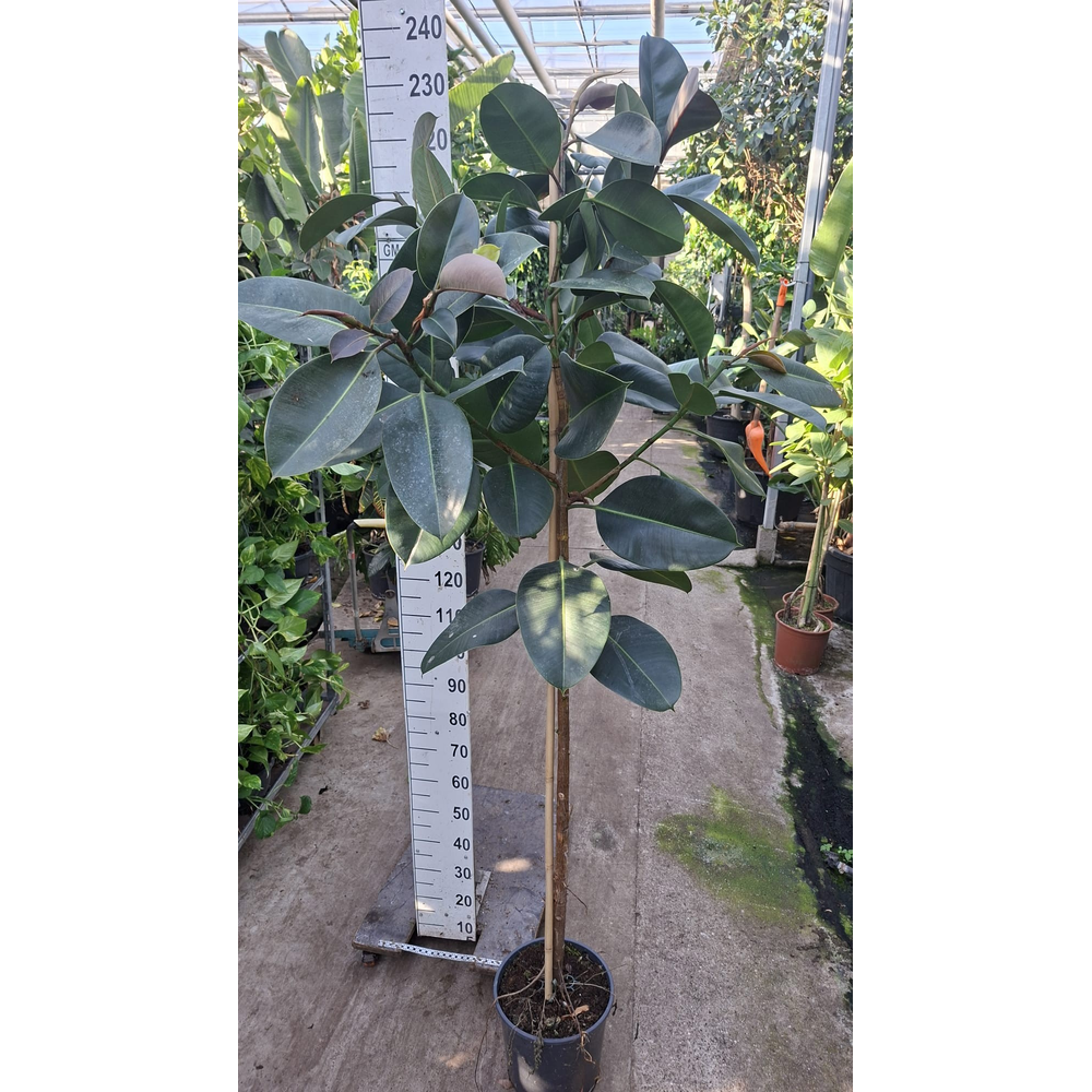 Ficus robusta stam 180.