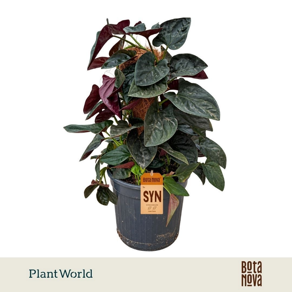 Syngonium erythrophyllum 'Red Arrow' Mosstok 100 c.