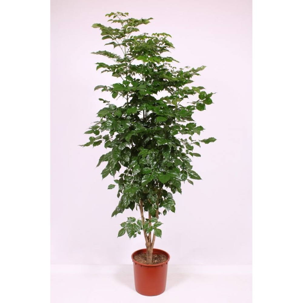 Radermachera hainanensis.