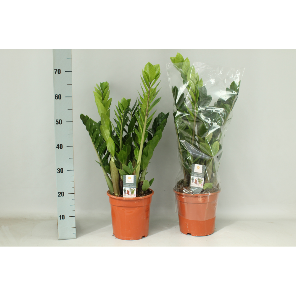 Zamioculcas 21cm.