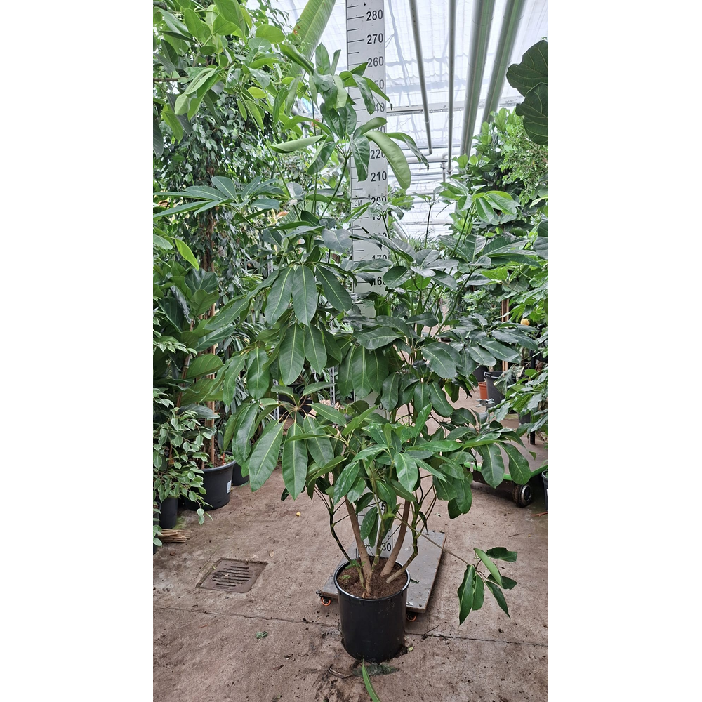 Schefflera Amate toef XL 210.