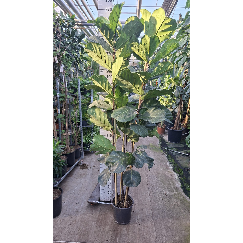 Ficus Lyrata toef XXL 240.
