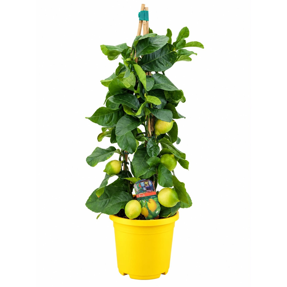 Citrus lemon piramide.