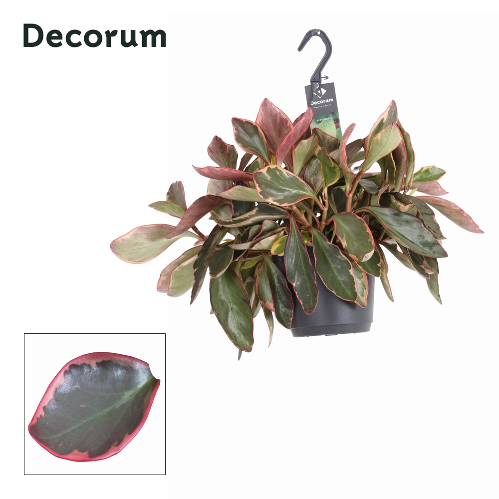 Peperomia clus. ' Jellie'.