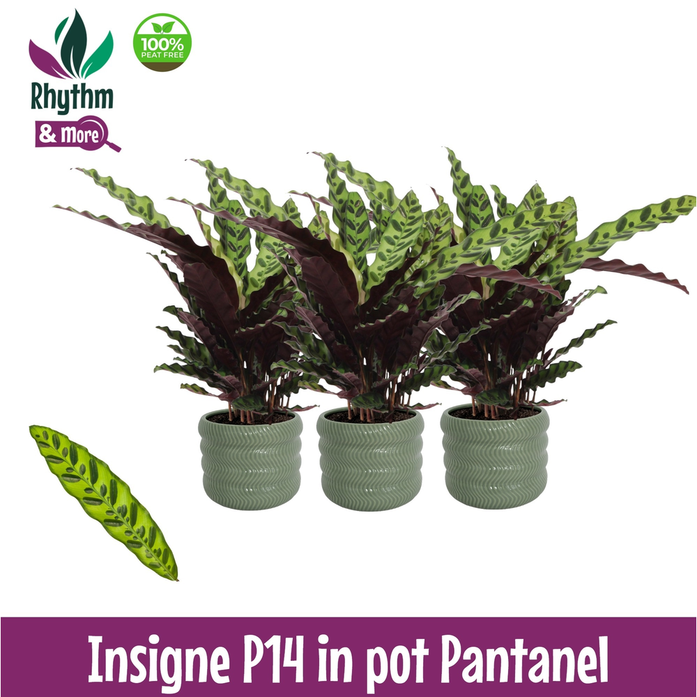 Calathea 14cm Insigne in Pantanel Keramiek - Rhyth.