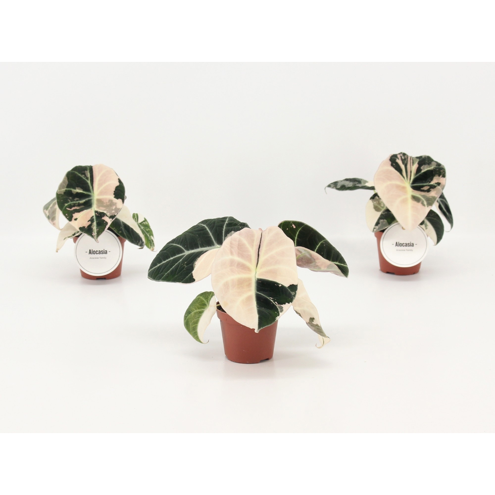 Alocasia Black Velvet Pink Variegata.