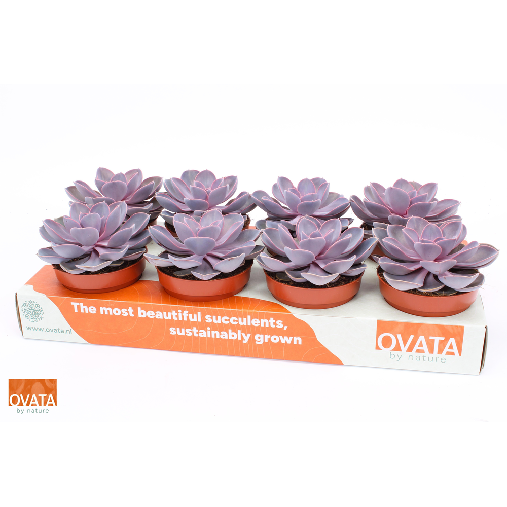 Echeveria purple pearl 12.