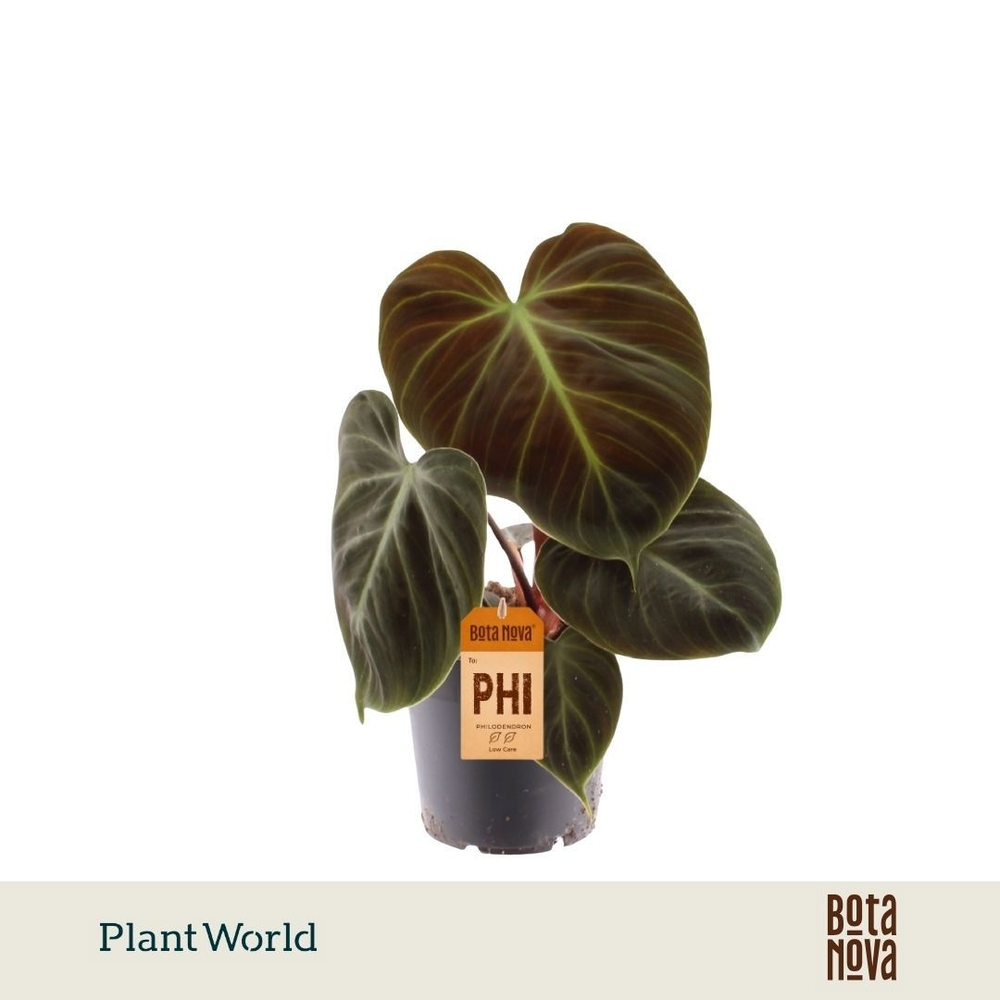 Philodendron Choco Red.