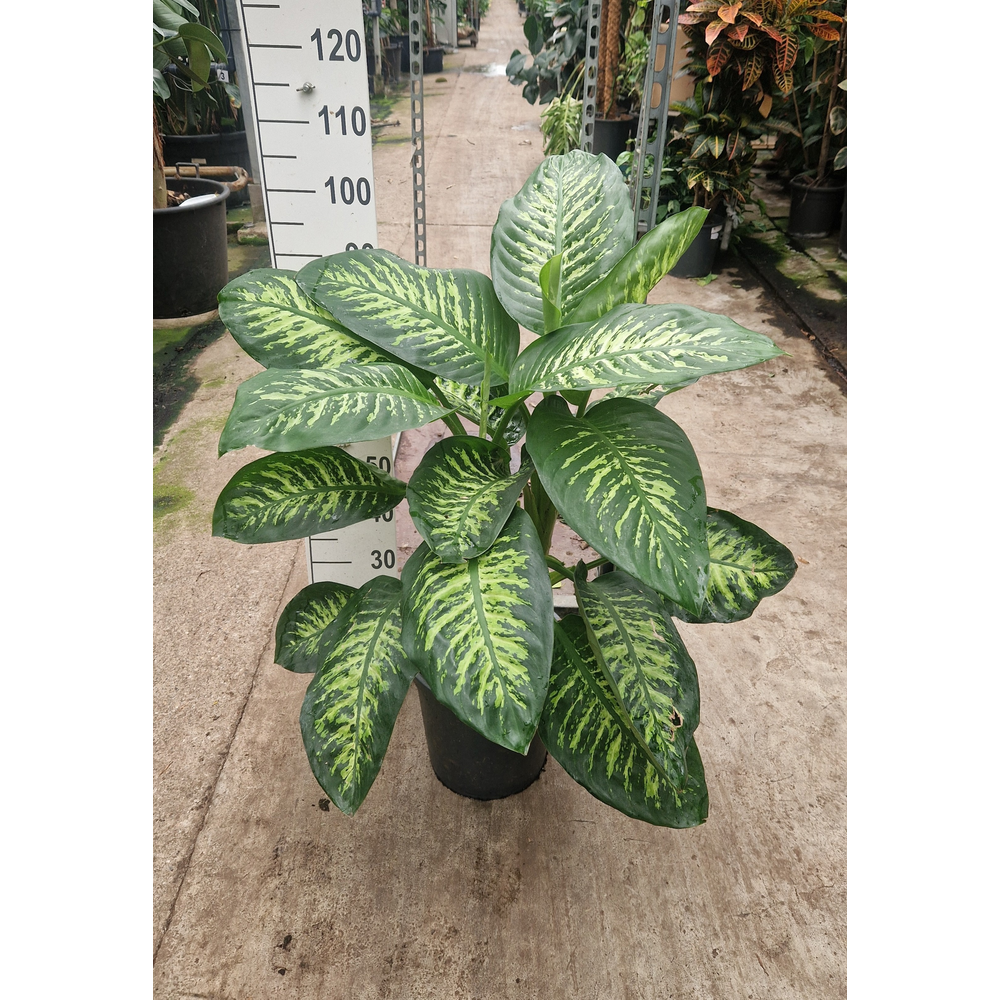 Dieffenbachia Maroba 100.