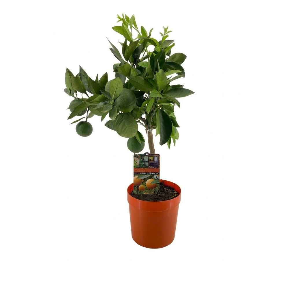 Citrus sinensis.