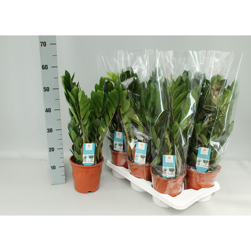 Zamioculcas 17cm.