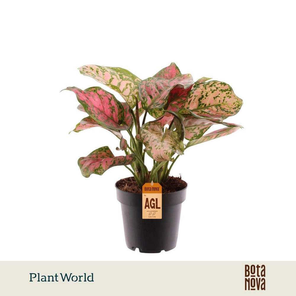 Aglaonema Sparkling Sarah.