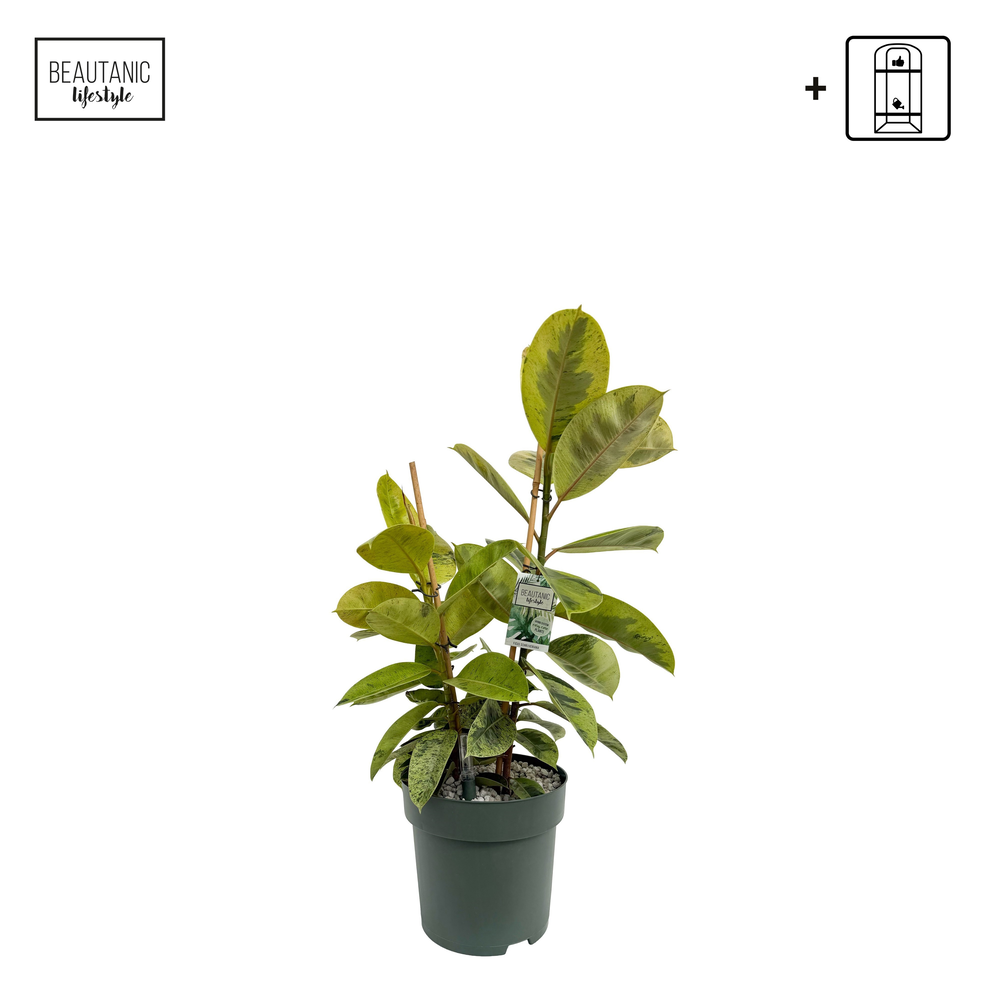 Ficus Schrijveriana Toef.