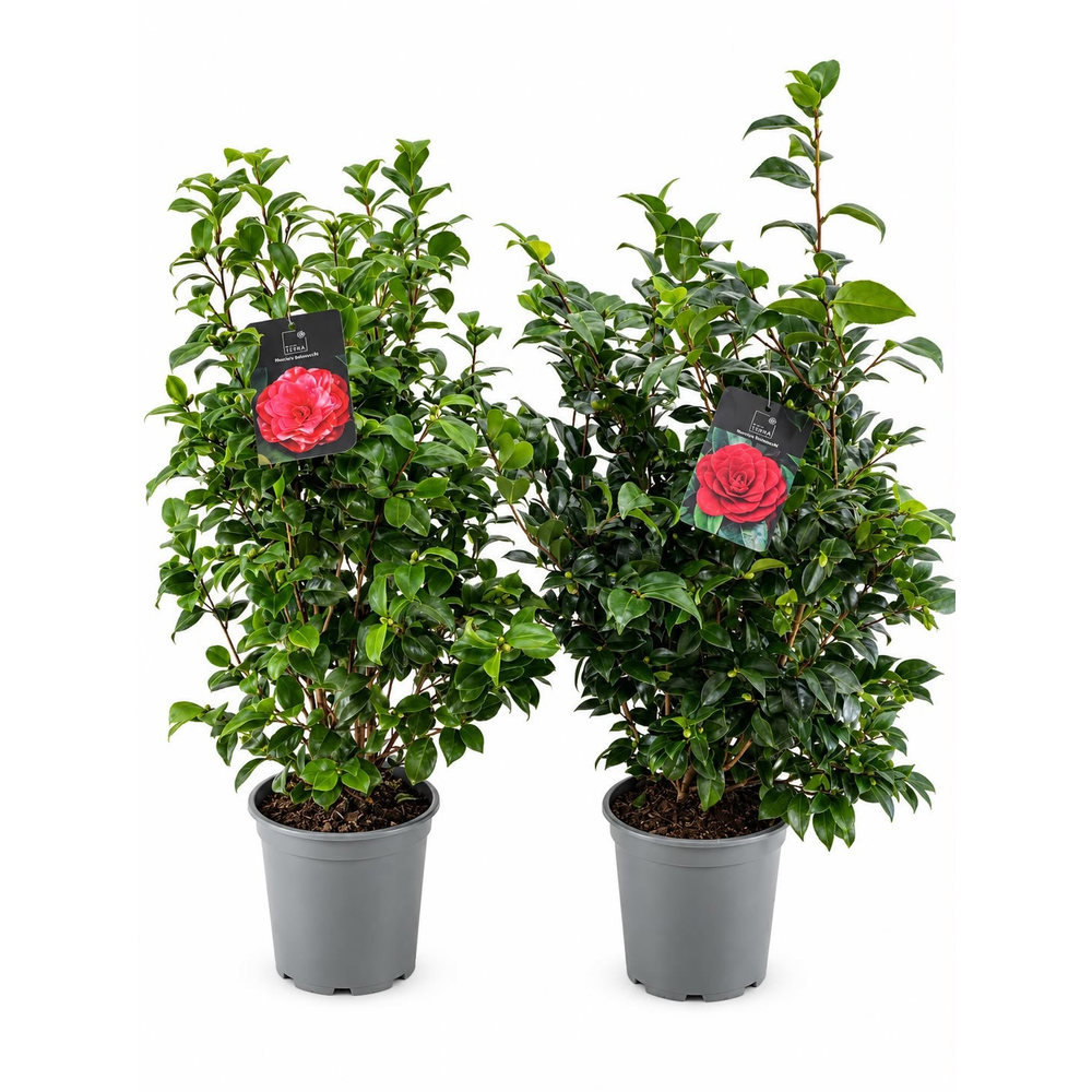 Camellia japonica.