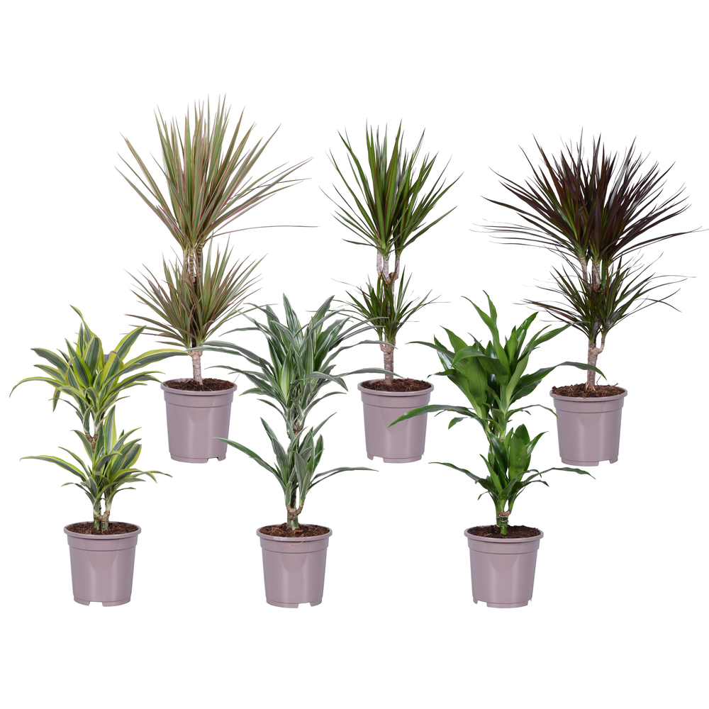 Dracaena deremensis en marginata mix.