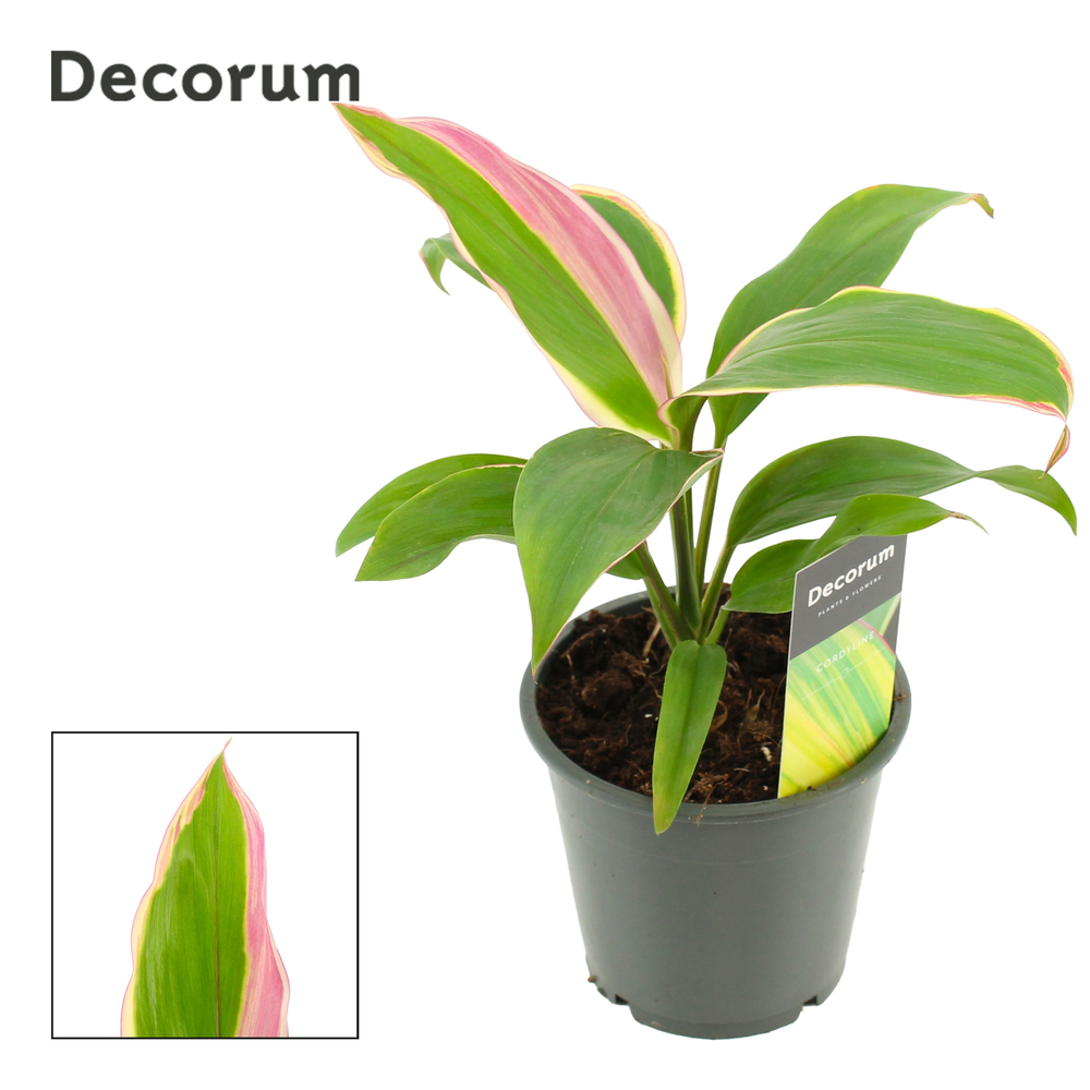 Cordyline Marshmallow Queen 12 cm (Decorum).