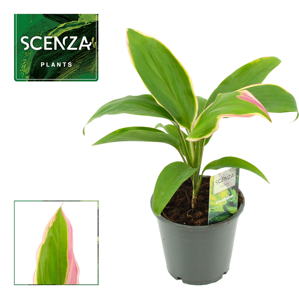 Cordyline Marshmallow Queen 12 cm (Scenza).