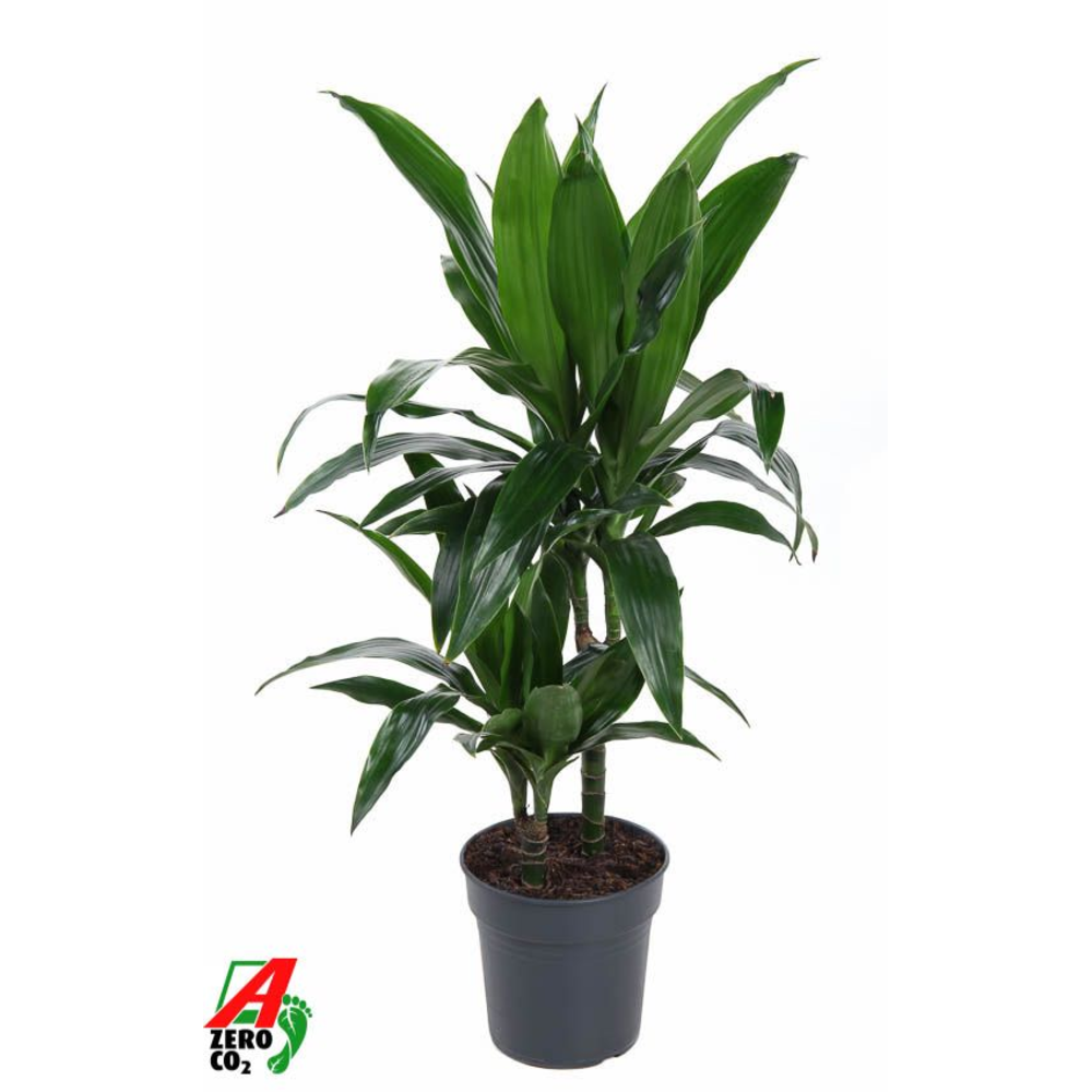 Dracaena Janet Craig 30-10.