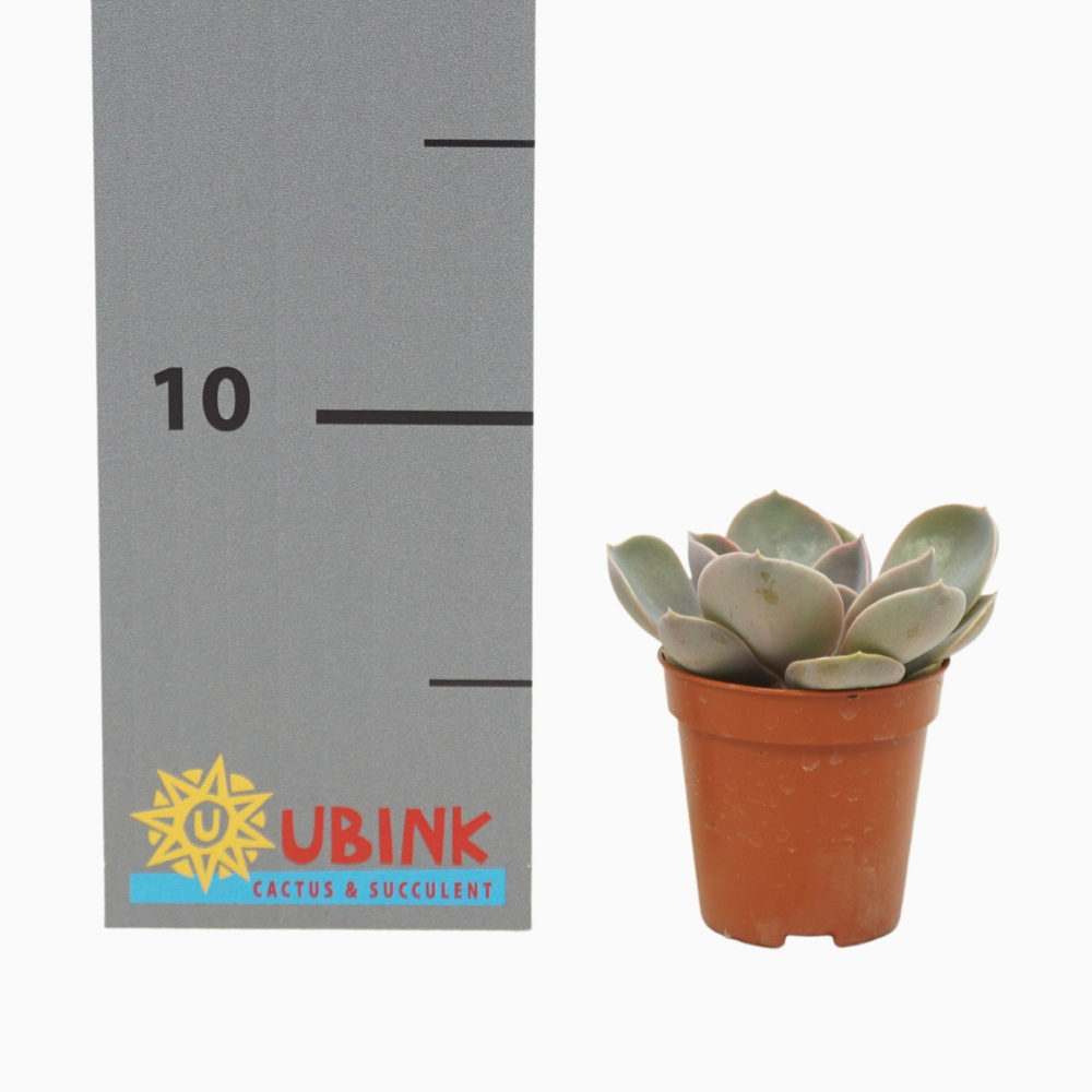 Echeveria pearl van neurenberg 5,5 cm.