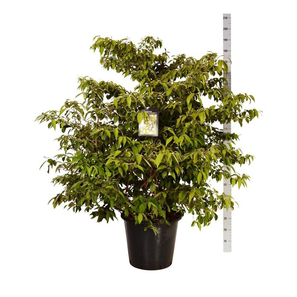 Viburnum plic. 'Kilimandjaro' (pbr).