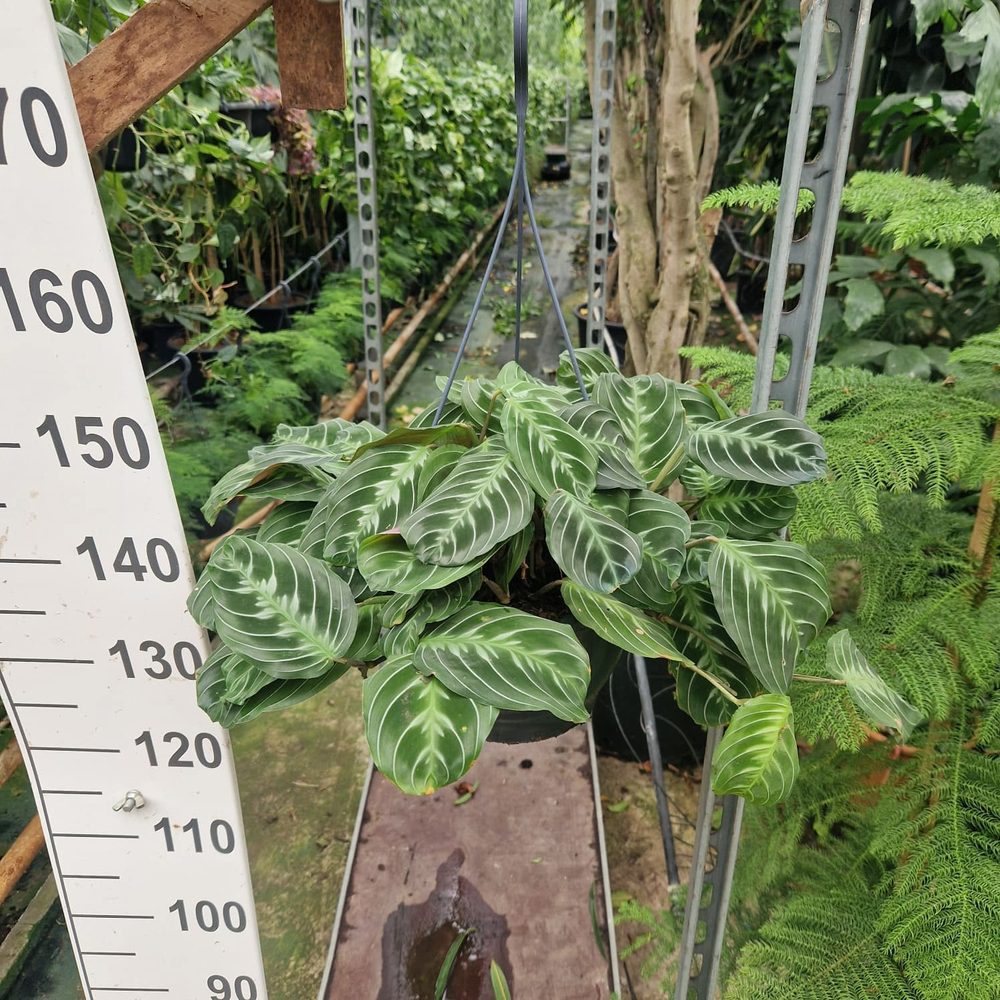 Maranta Leuconeura hangplant.