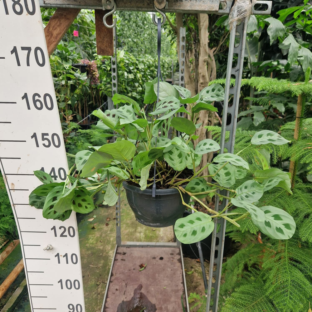 Maranta leuconeura Kerchoveana hangplant.