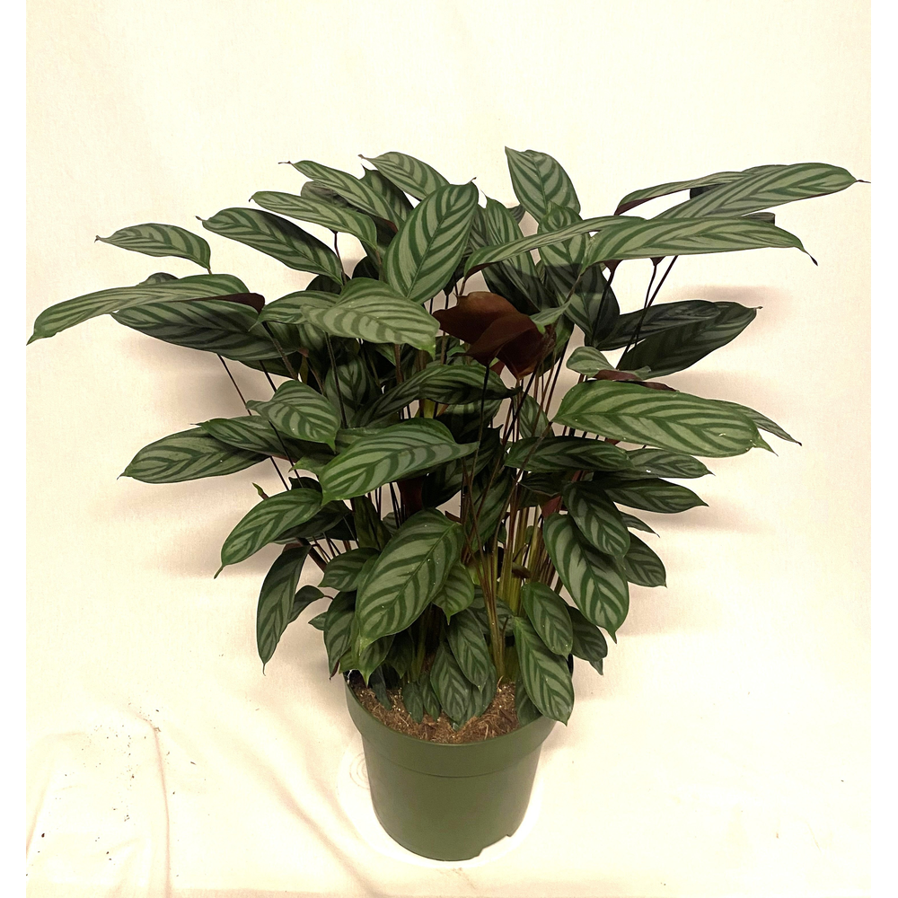 Ctenanthe setosa 'Compactstar'.
