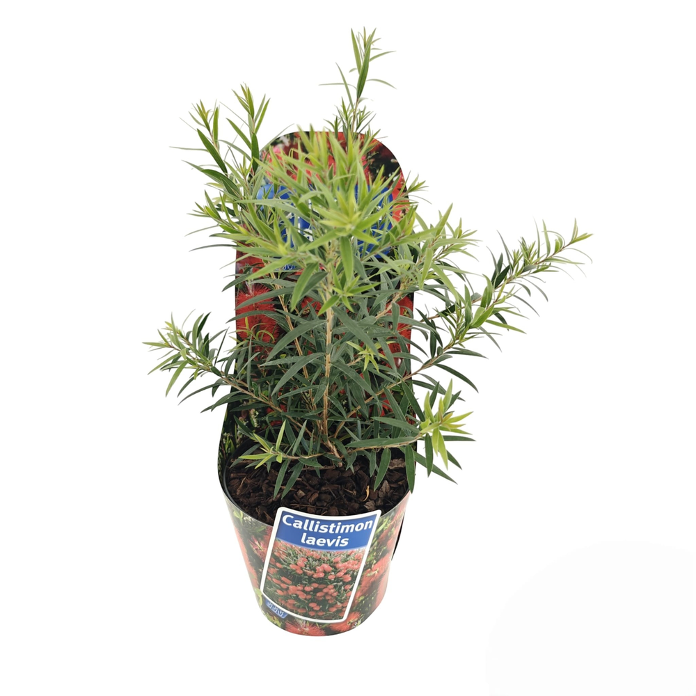 Callistemon viminalis INFERNO ('Yanferno'PBR) (in .