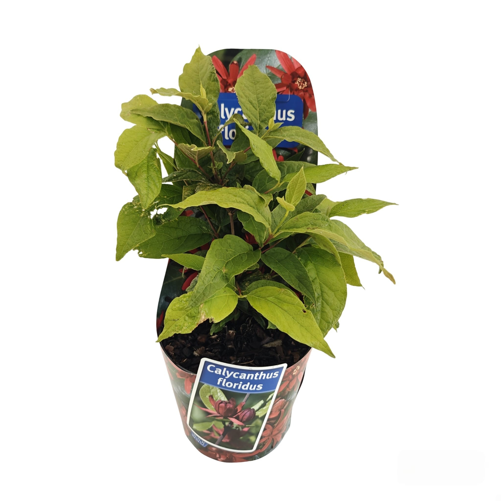Calycanthus floridus (in potcover).