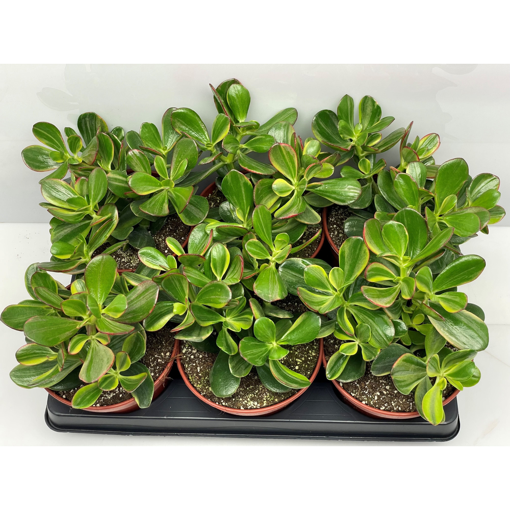 Crassula ovata 15.