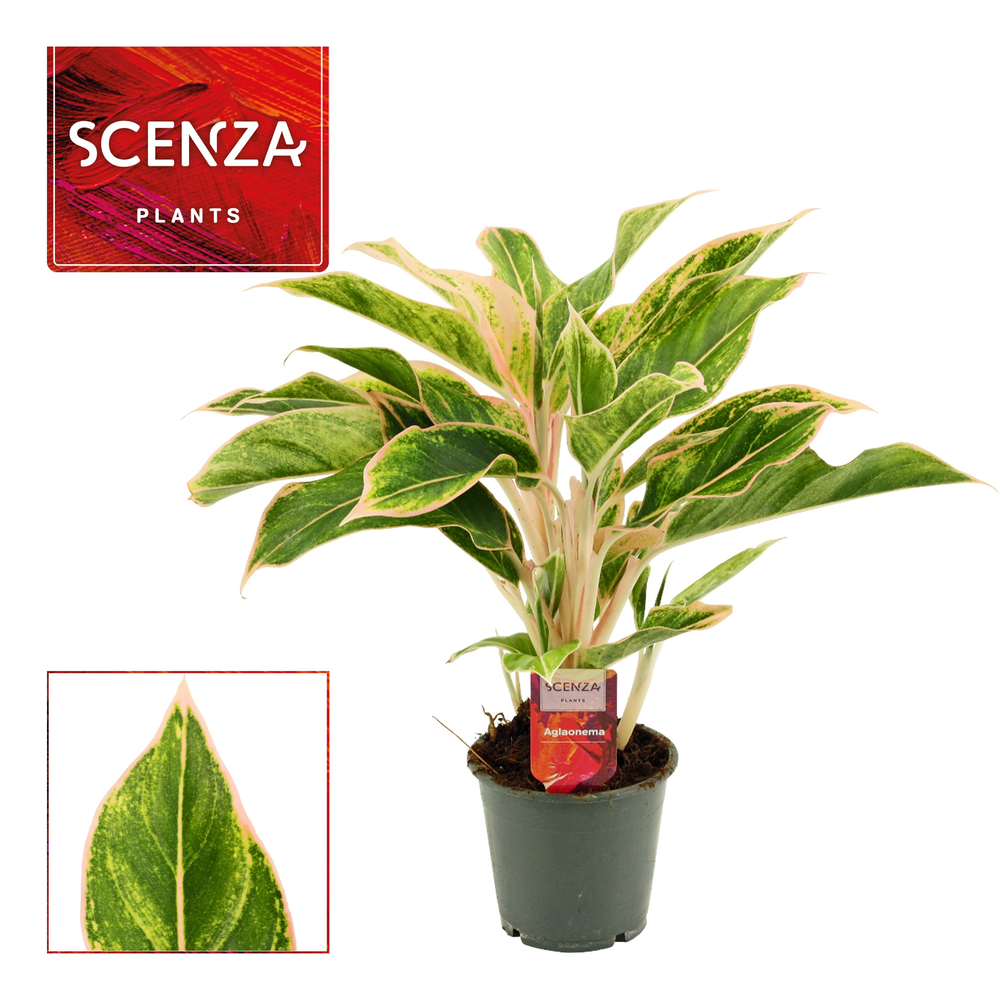 Aglaonema Lipstick Pink 12 cm (Scenza).