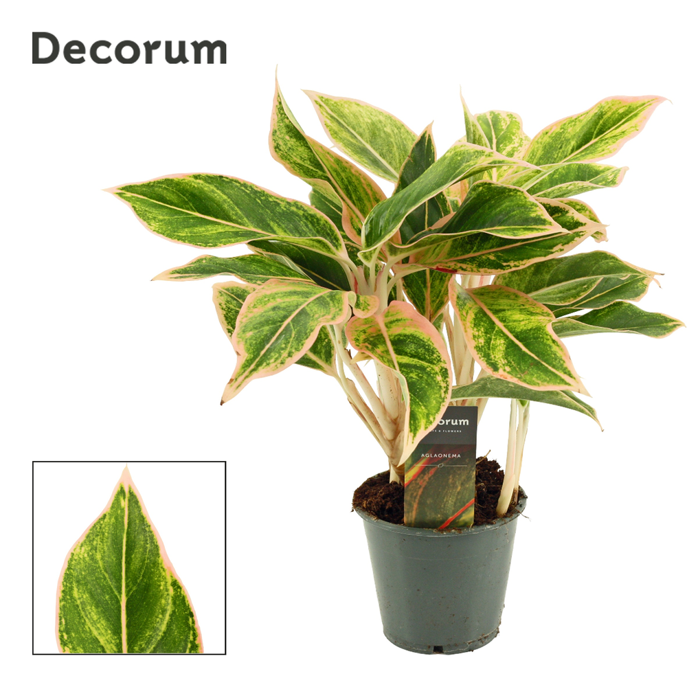 Aglaonema Lipstick Pink 12 cm (Decorum).