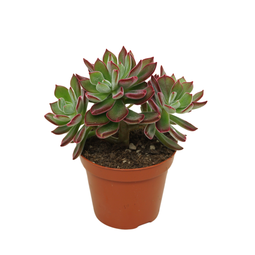 Echeveria pulvinata 'Devotion' 8,5 cm plant.
