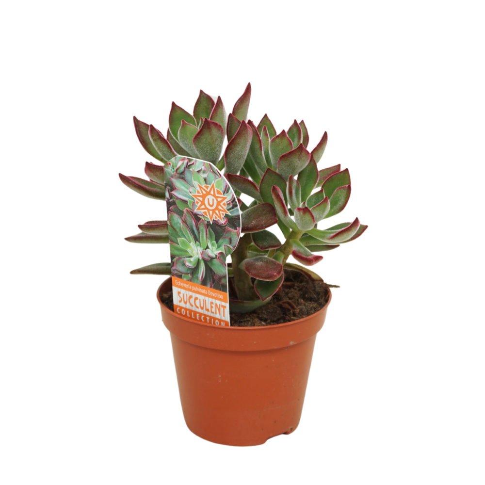 Echeveria pulvinata 'Devotion' 8,5 cm met etiket.