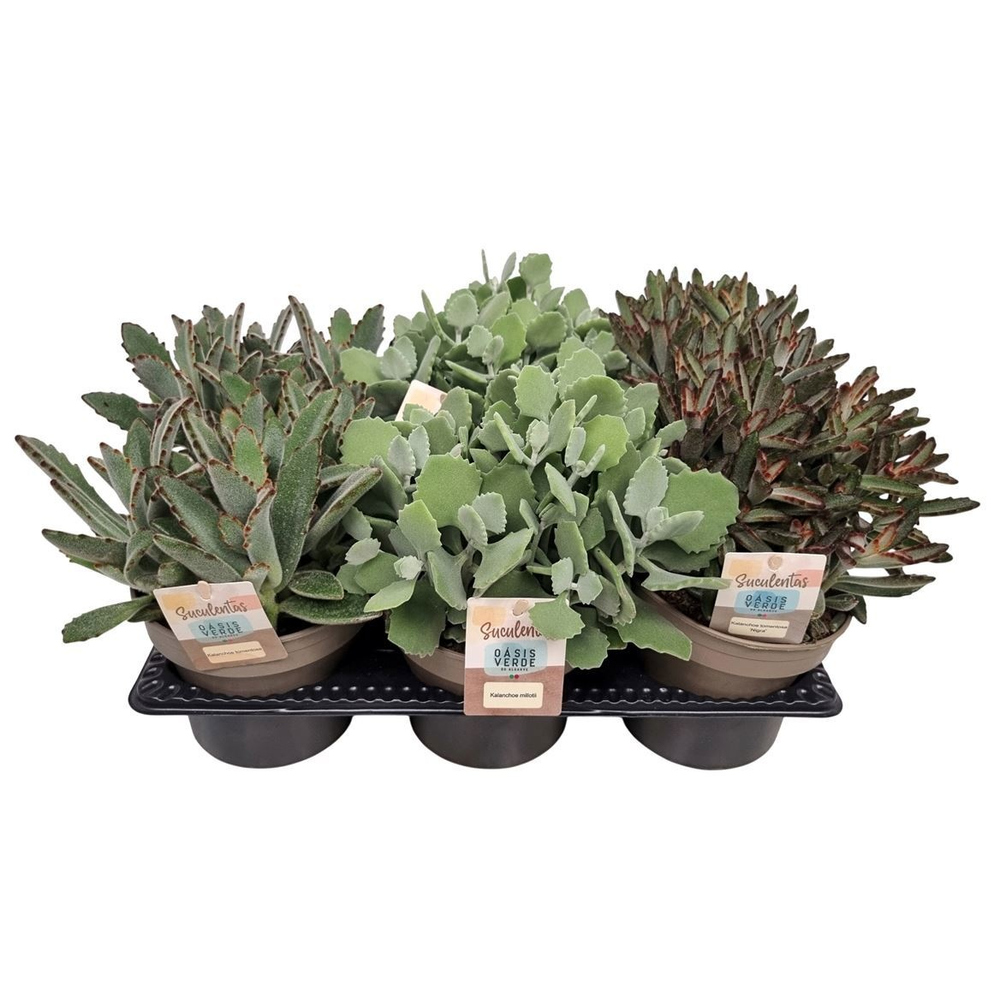 Kalanchoe Mixtray - 1154.