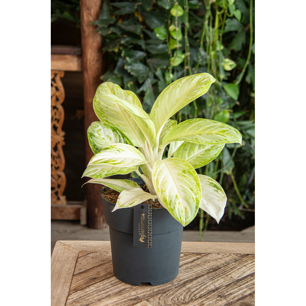 Aglaonema Citronelle.