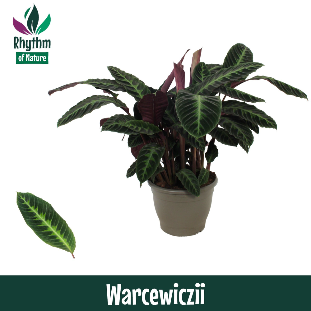 Calathea 32cm Warcewiczii - Rhythm of Nature.