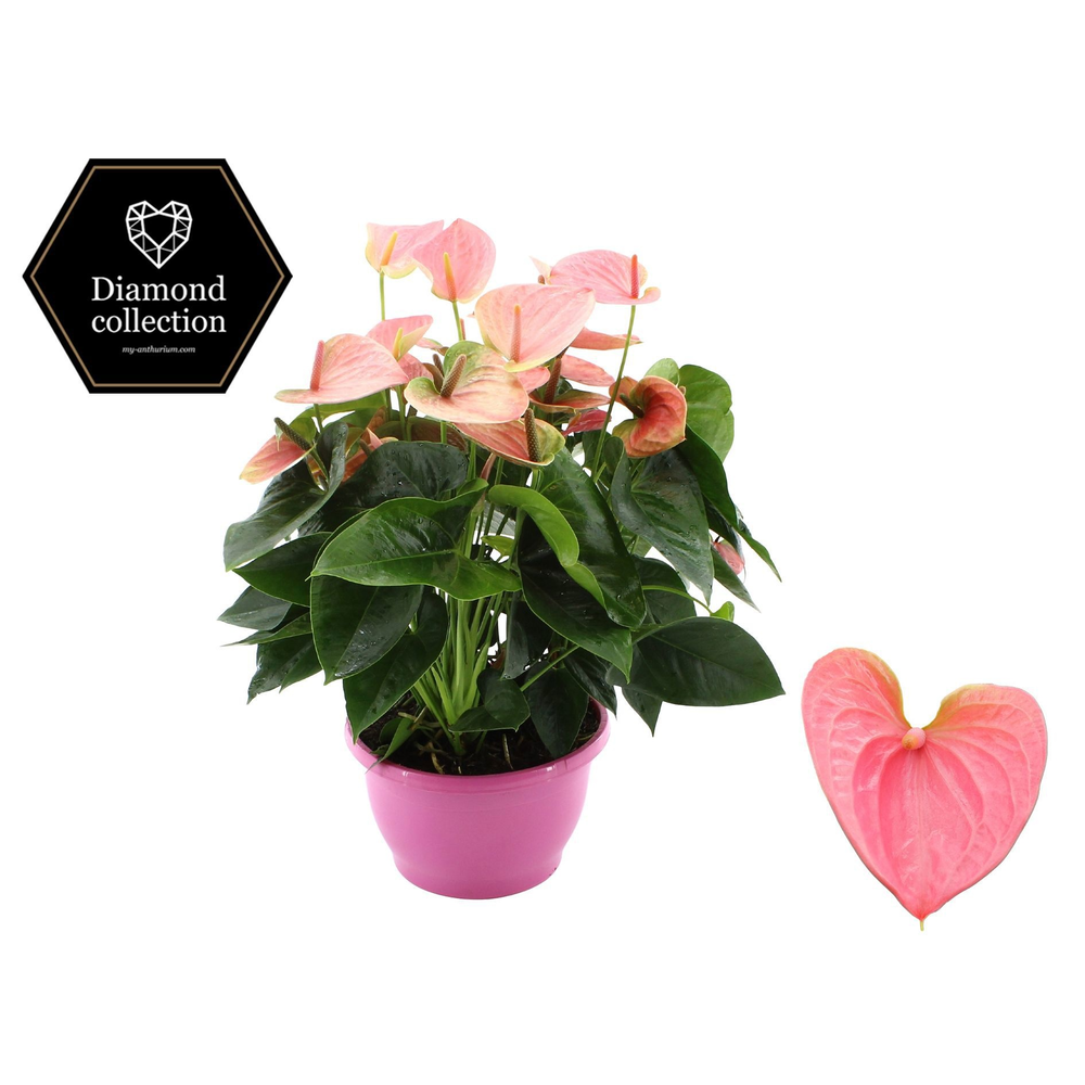 Anthurium 25 cm Sweet Dream in Marly plastic bowl.