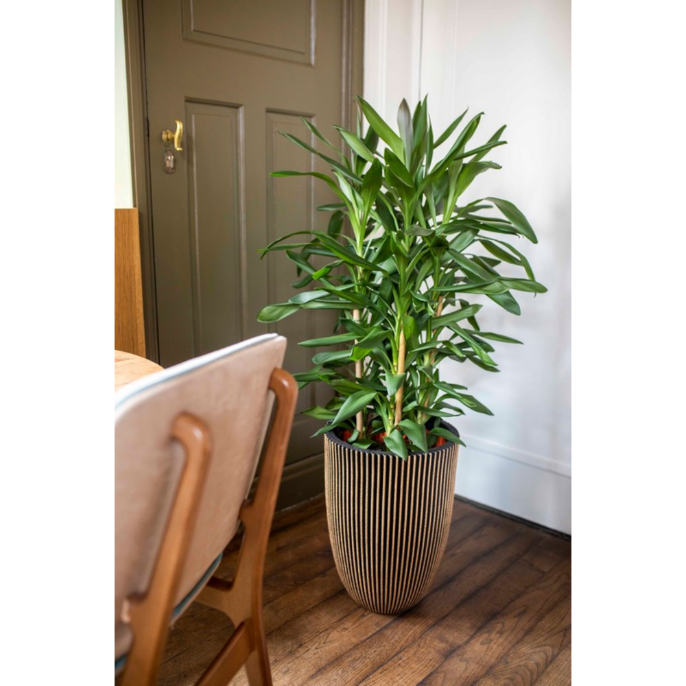 Miljøbillede med Vase Elegant Low Groove Gold.
