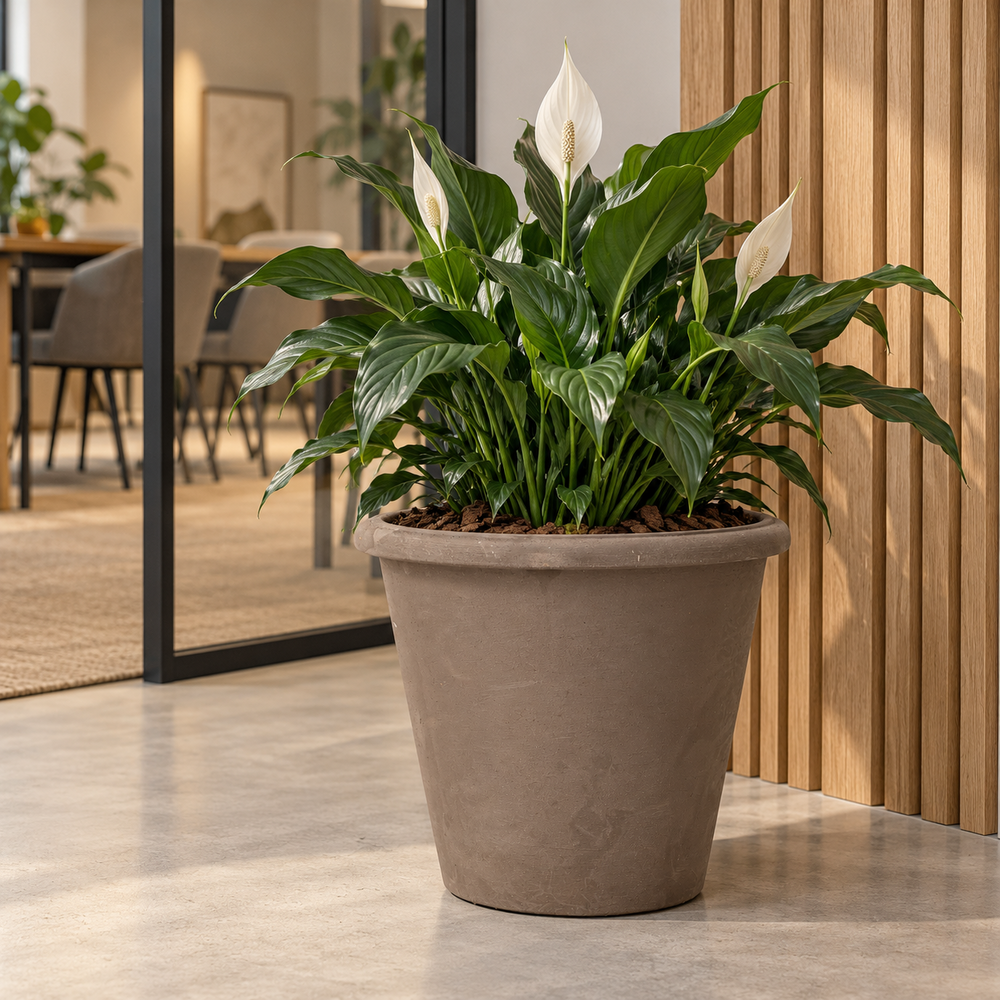 Vaso Camelia Etrusco 74.