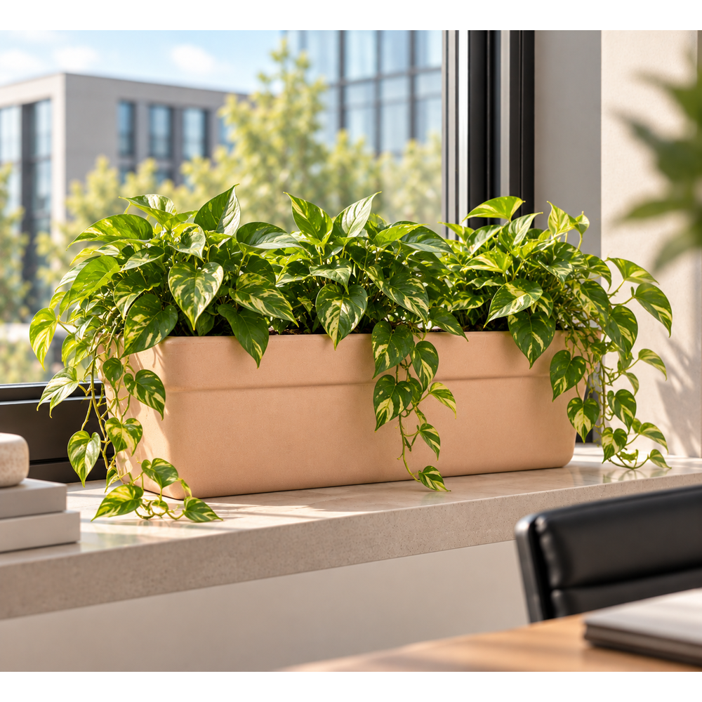 Venezia Arena Windowbox.