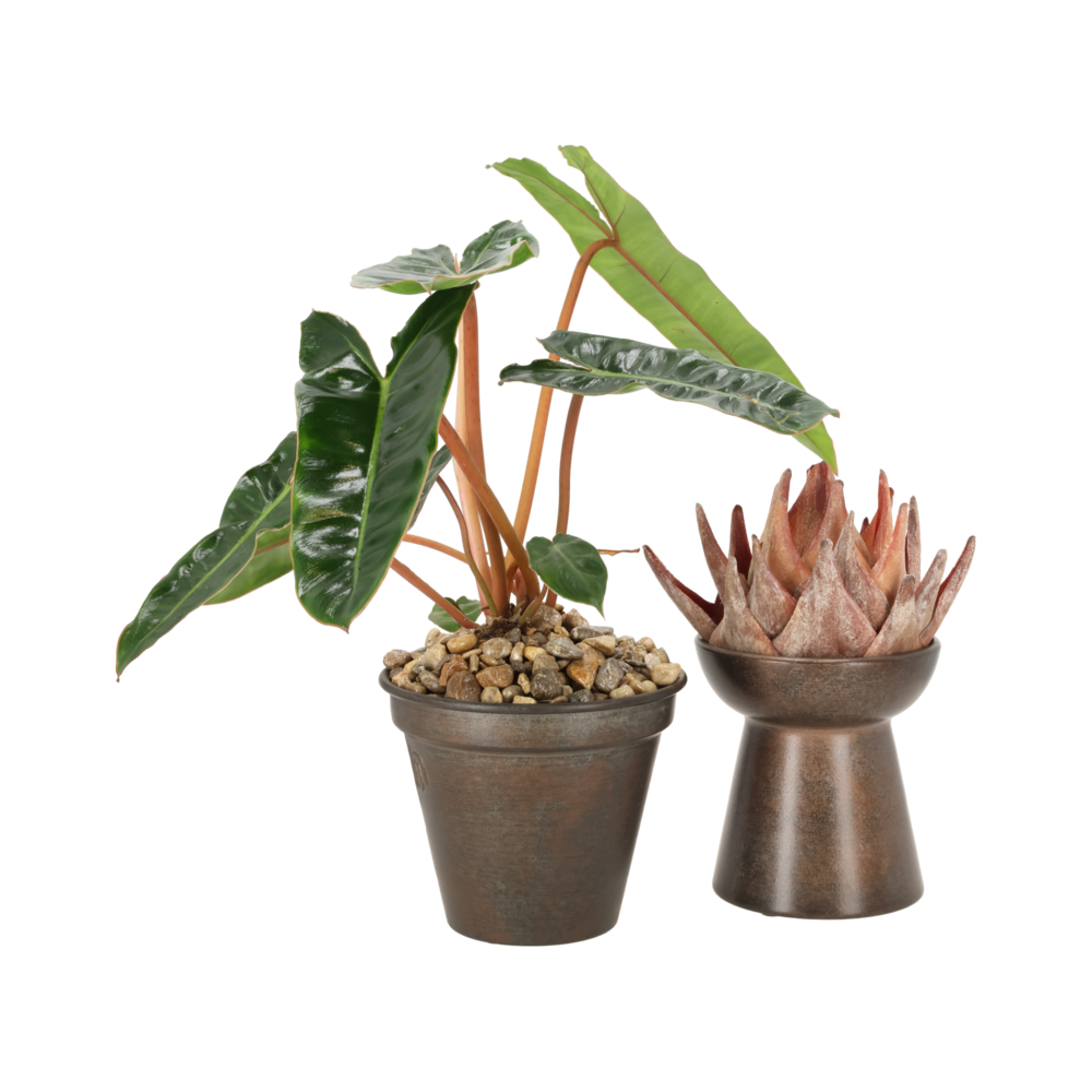 Miljøbillede med Amaryllis Vase Cast Iron.